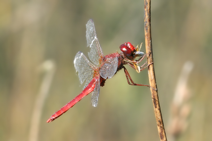 Crocothemis erythraea con preda